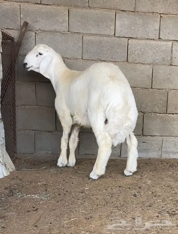طلي حري مشروع فحل فاخر(تم البيع) 0