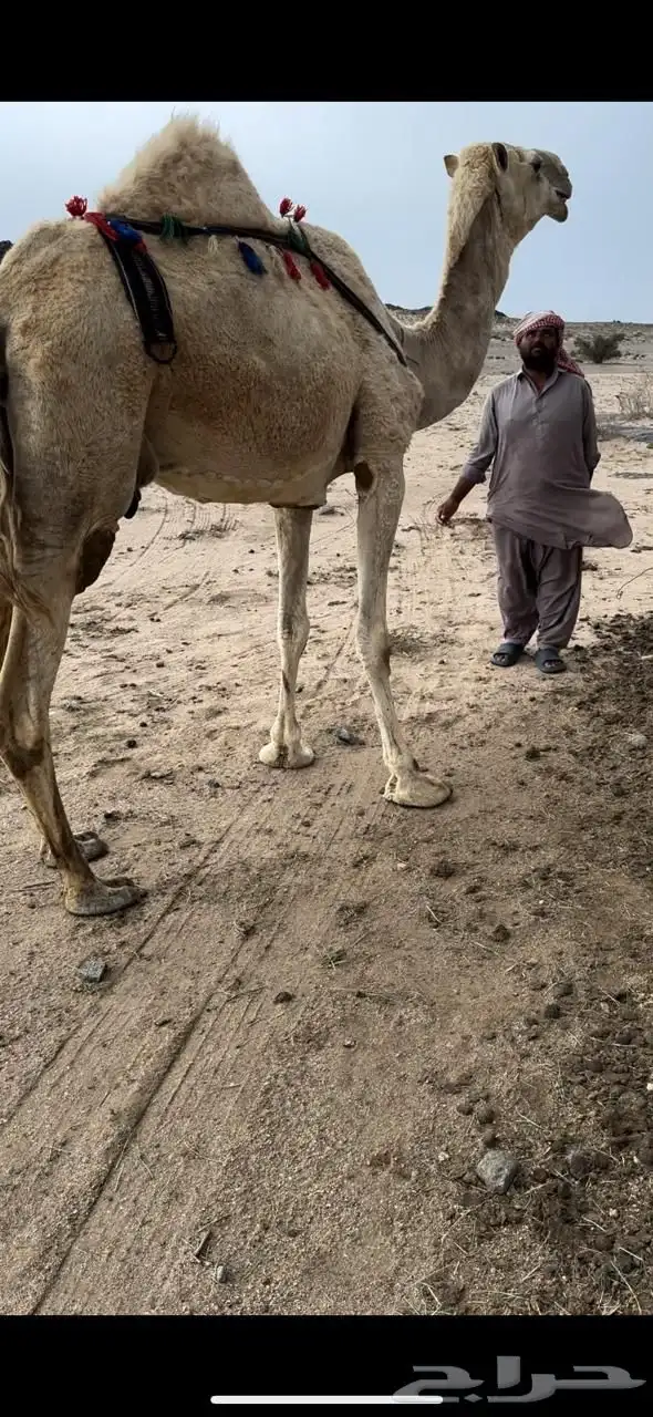 خلفه ثنو حليبها سطل وهديه م تحرك وع جميع الشروط 5