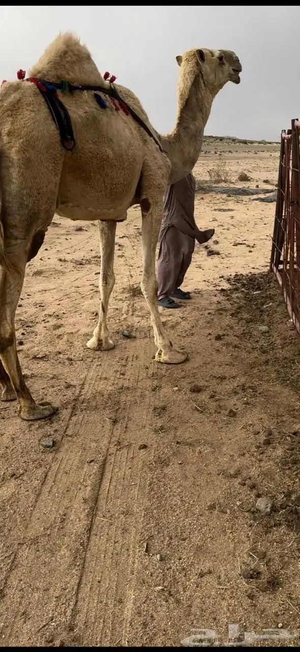 خلفه ثنو حليبها سطل وهديه م تحرك وع جميع الشروط 2