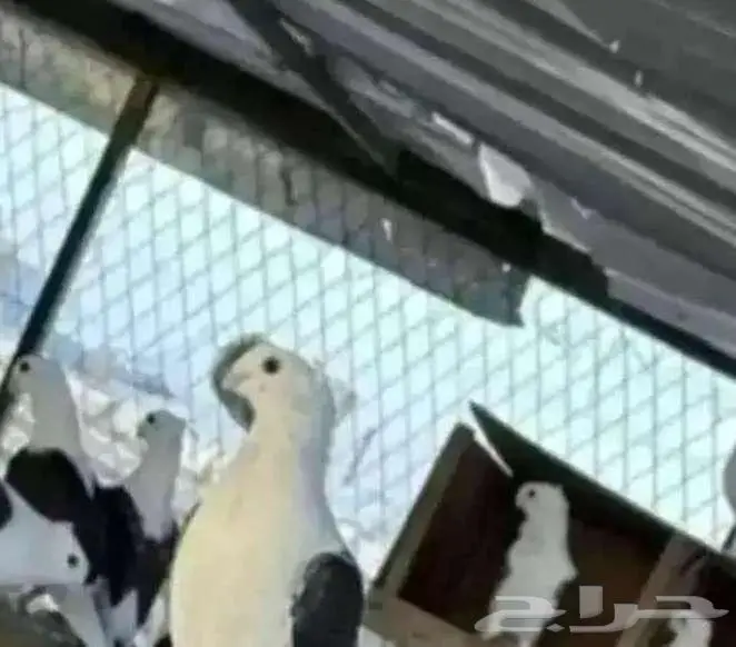 حمام حب الرمان 0