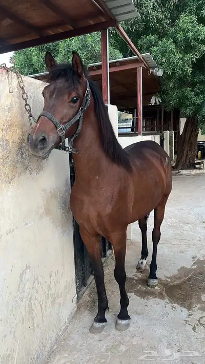 مزاد هجر لبيع وعرض الخيل العربي 0