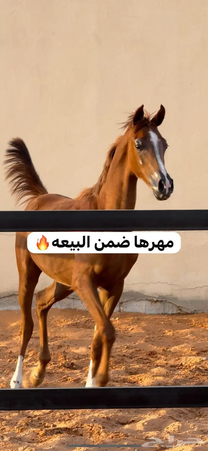 فرس واهو فاخره ابنة العالمي ابها قطر ومعها ولدها 3