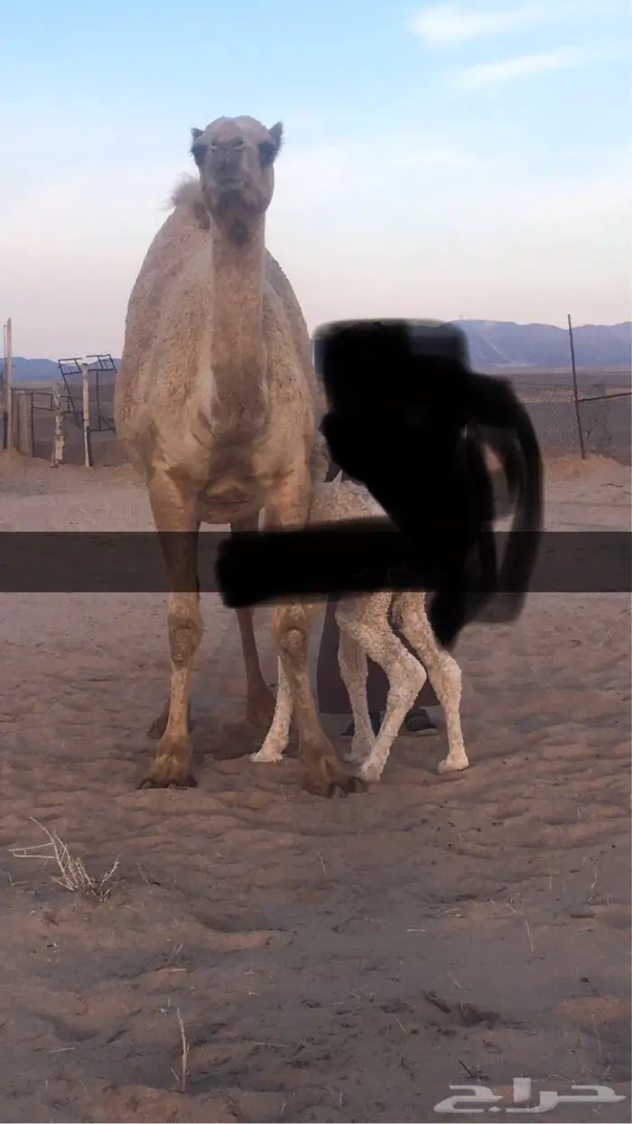 ناقه خلفه معها بكره 0