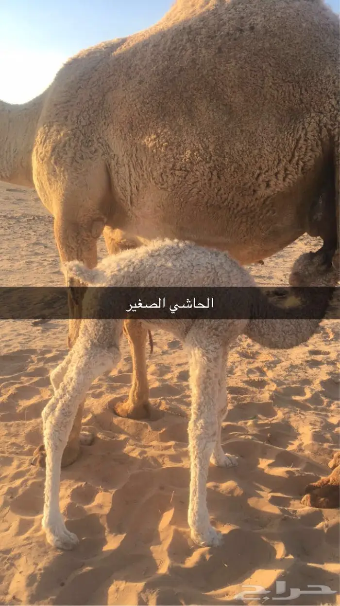 ناقه خلفه معها بكره 1