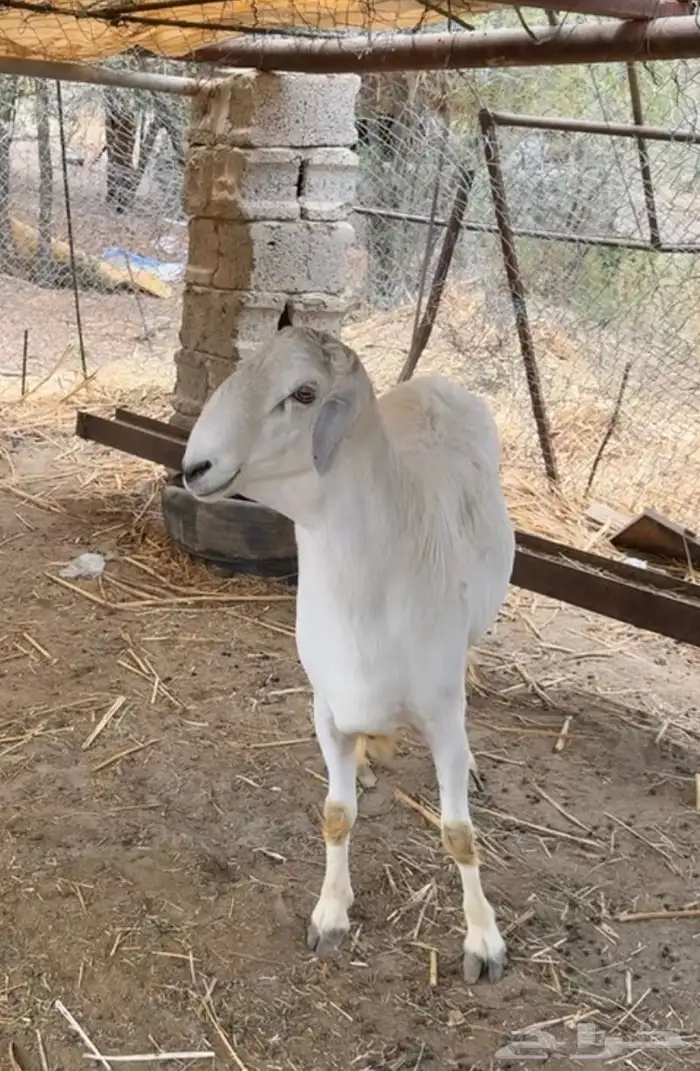 خروف 5