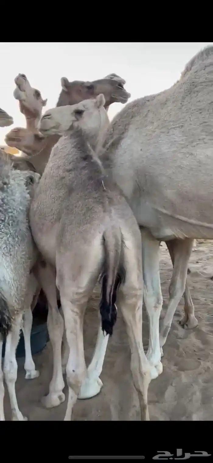 قعود كفو 1