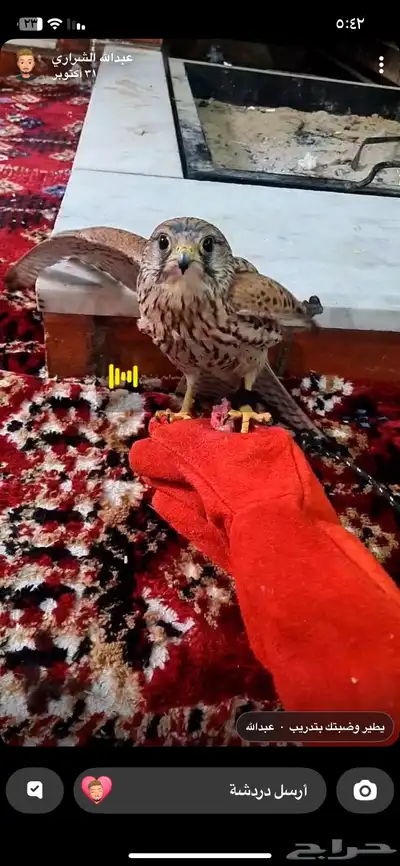 مطلوب باشق 0
