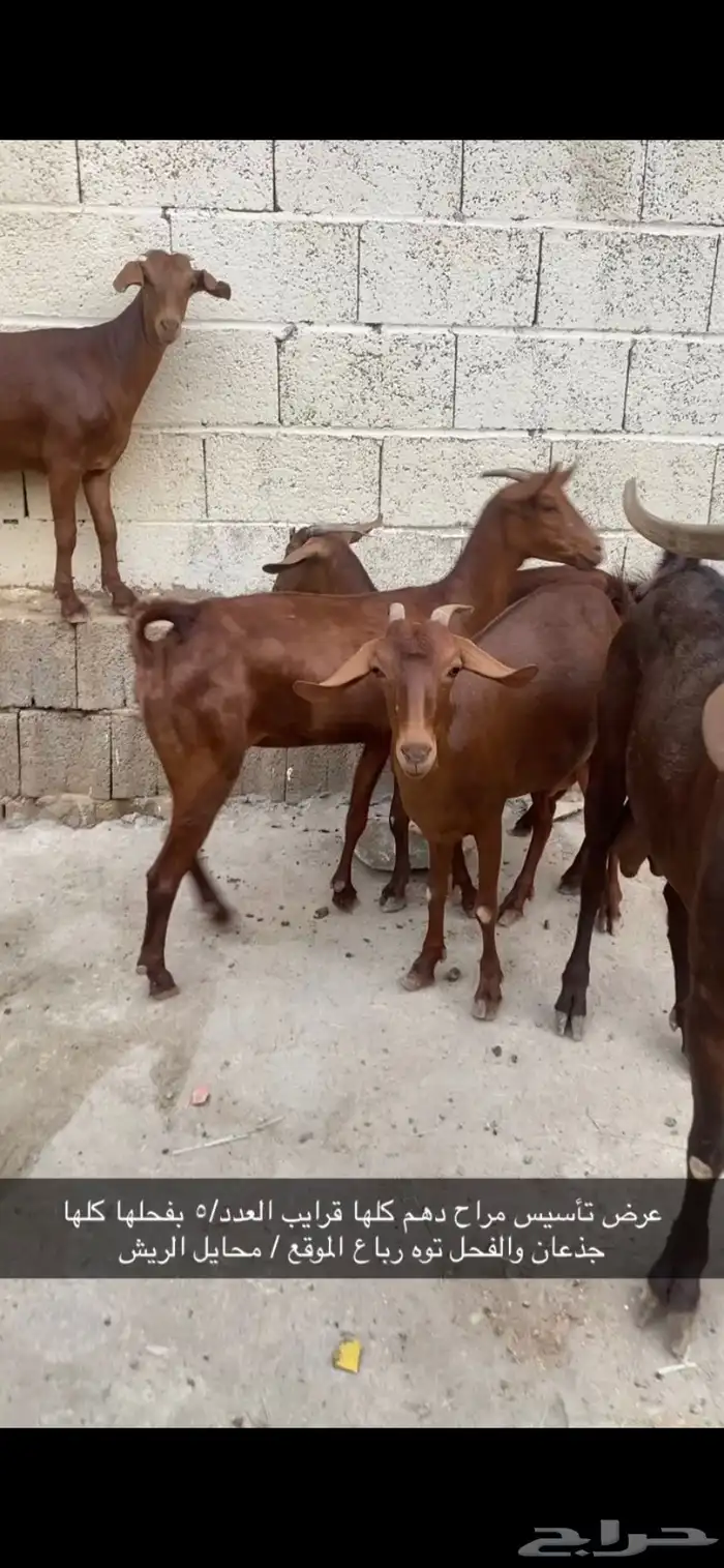 تأسيس مراح طول ومد جذعان قرايب تم اللبيع 3