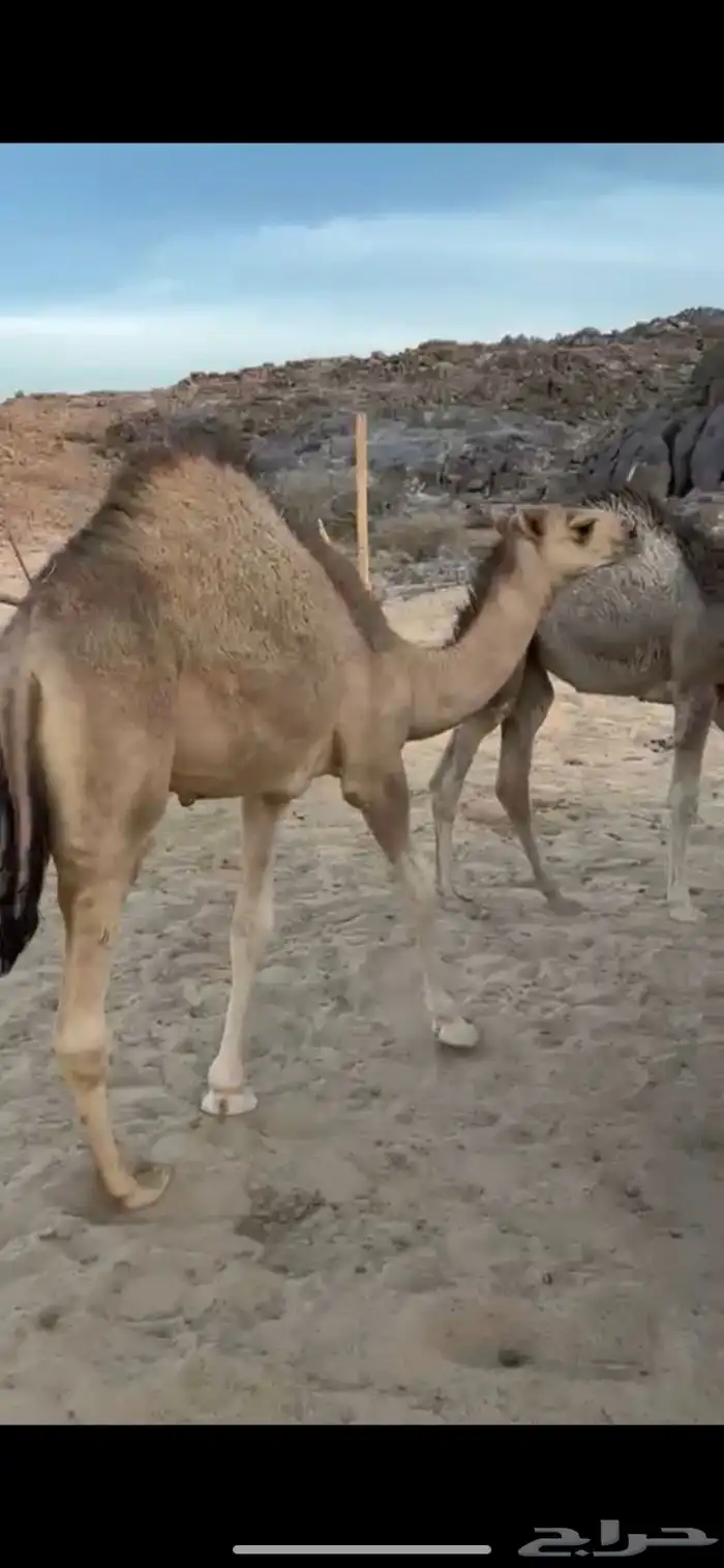 قعود كفو 0