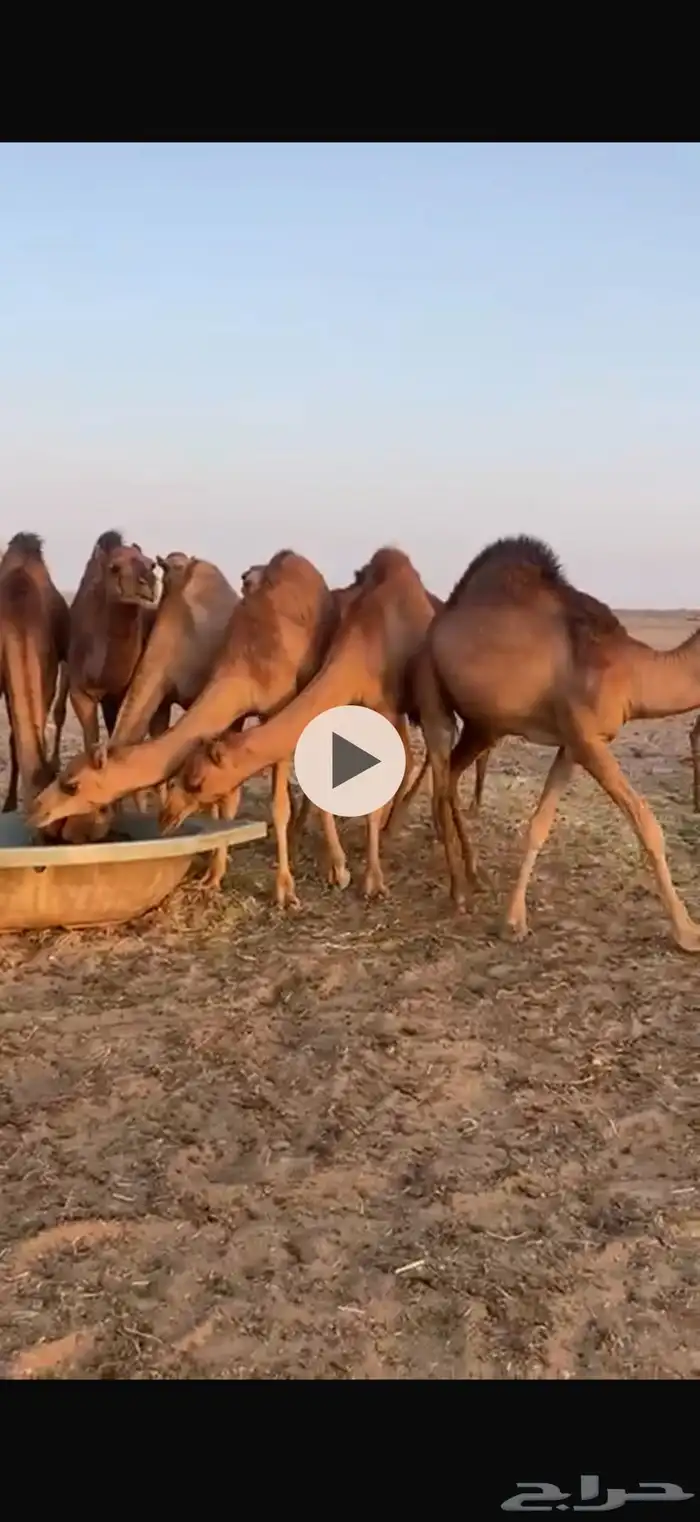 قعدان للبيع إعمارها تحت 10 شهور 7