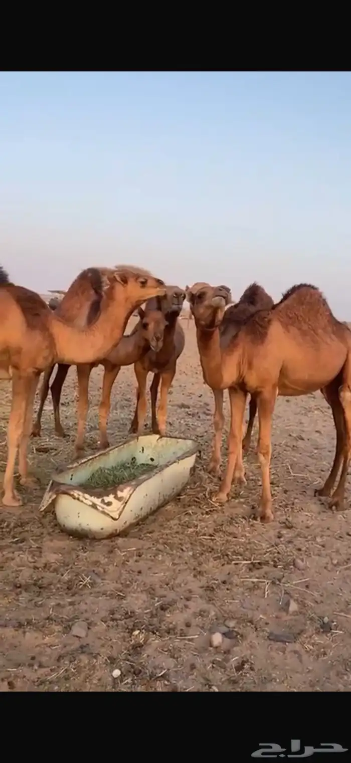 قعدان للبيع إعمارها تحت 10 شهور 2