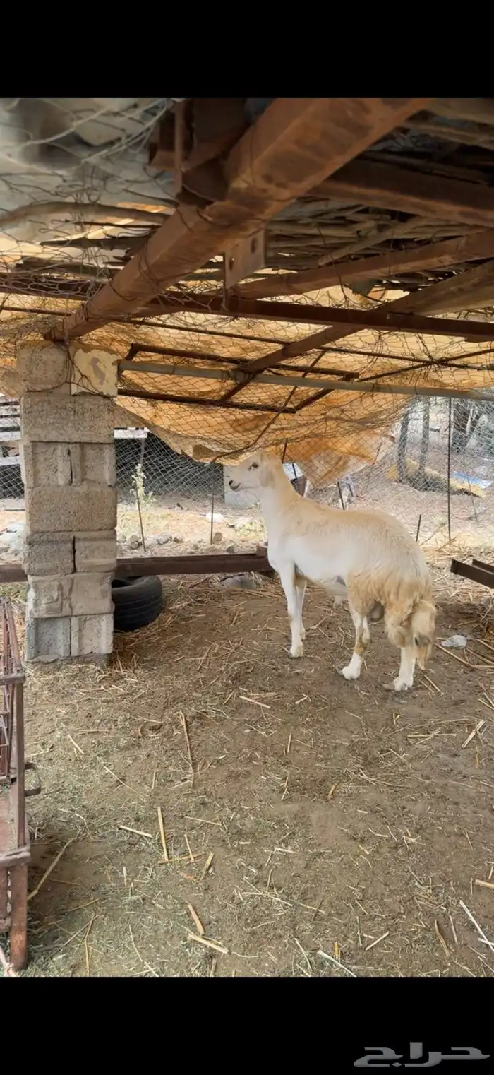خروف 2