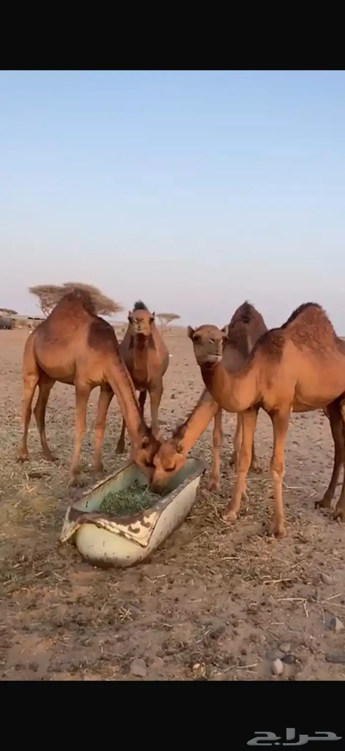 قعدان للبيع إعمارها تحت 10 شهور 0
