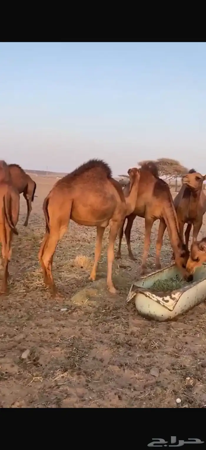 قعدان للبيع إعمارها تحت 10 شهور 1