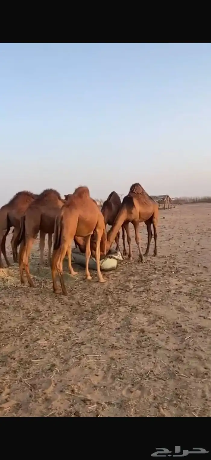 قعدان للبيع إعمارها تحت 10 شهور 5