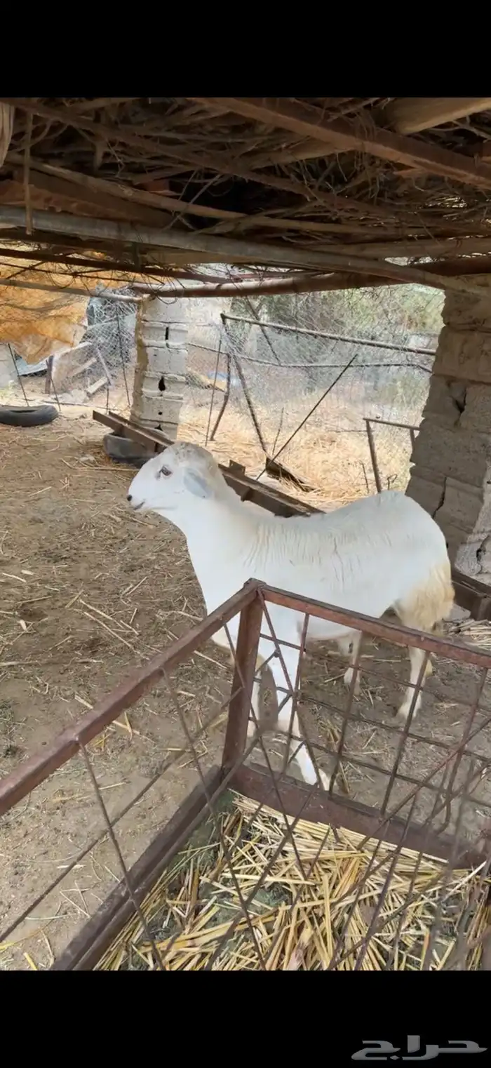 خروف 3
