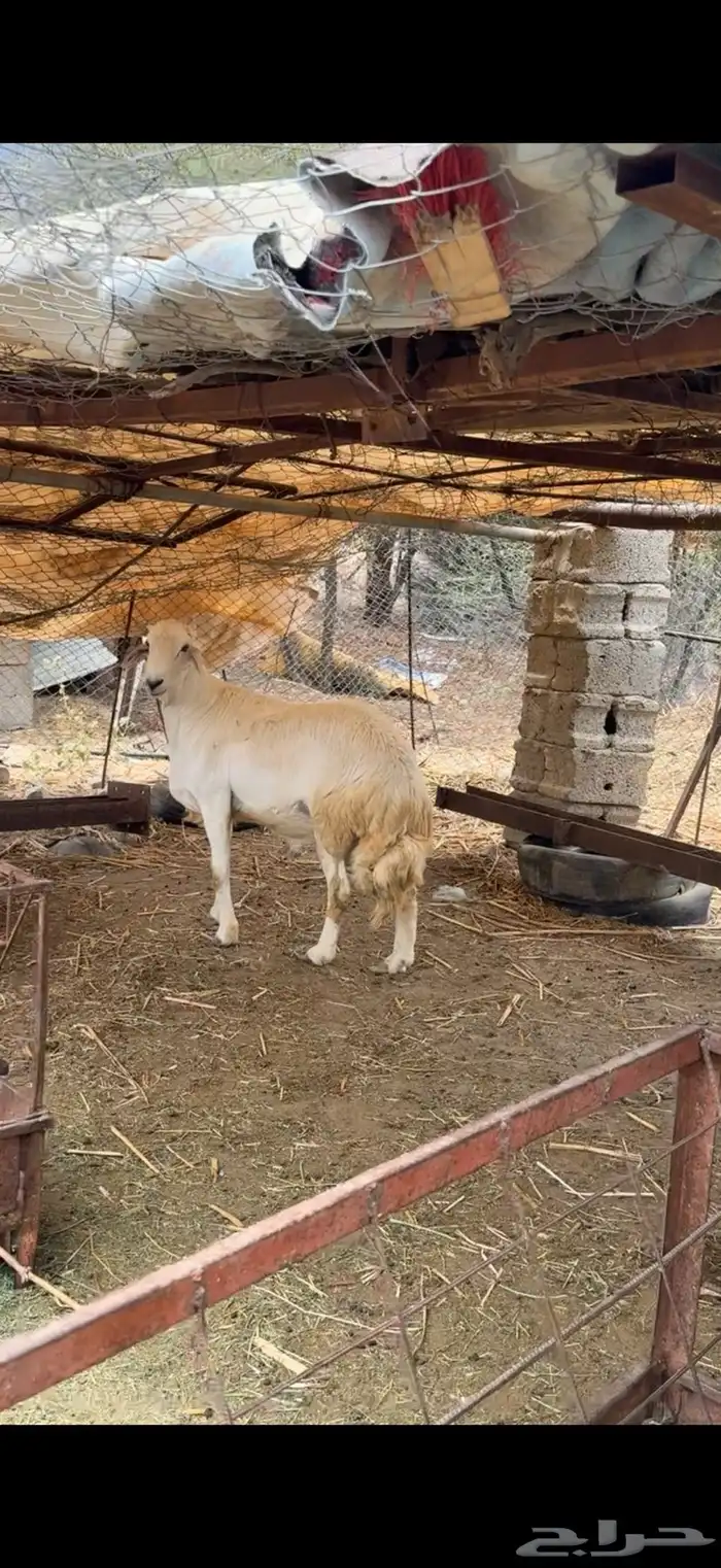 خروف 1