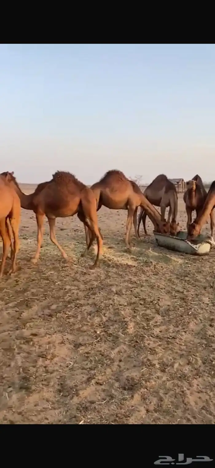 قعدان للبيع إعمارها تحت 10 شهور 8