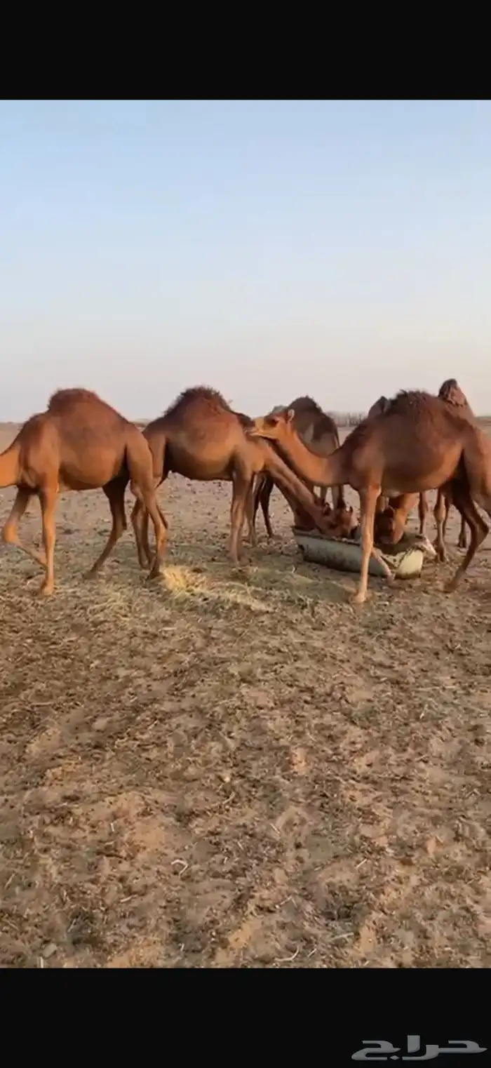 قعدان للبيع إعمارها تحت 10 شهور 11