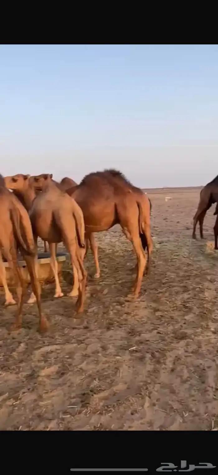 قعدان للبيع إعمارها تحت 10 شهور 15