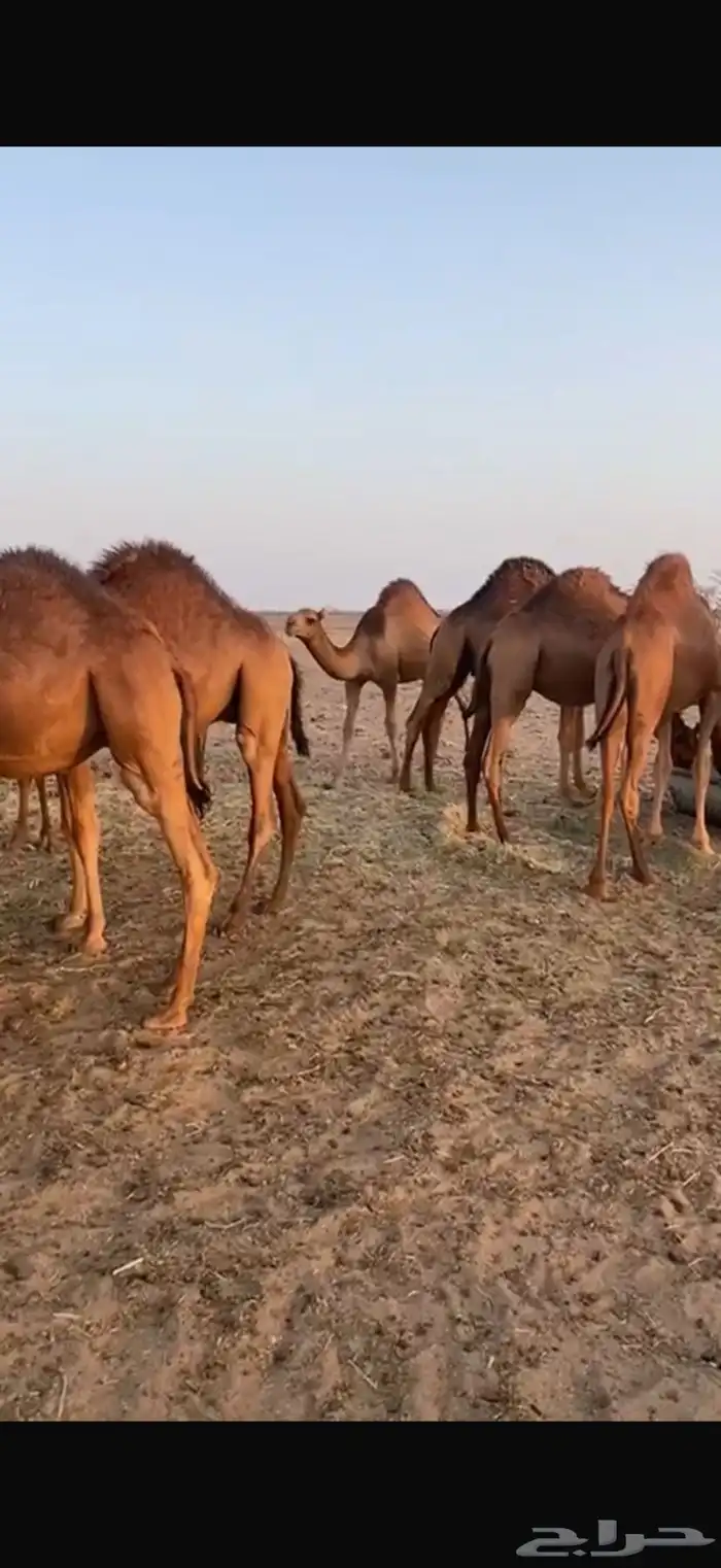 قعدان للبيع إعمارها تحت 10 شهور 13