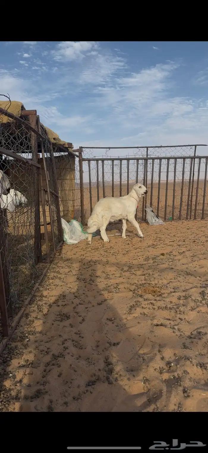 مشروع فحل 0