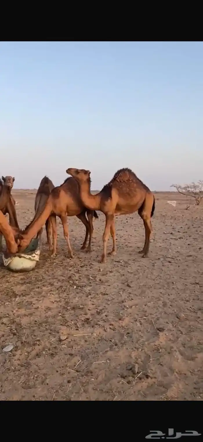 قعدان للبيع إعمارها تحت 10 شهور 3
