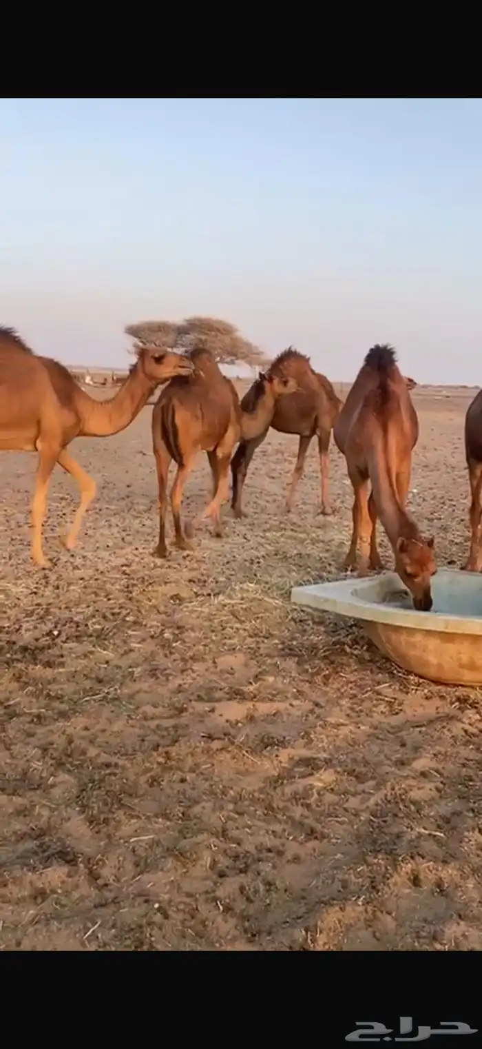 قعدان للبيع إعمارها تحت 10 شهور 12