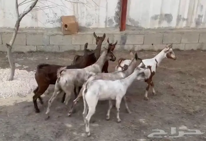 جفار عماني مشاريك (هجين ) 0