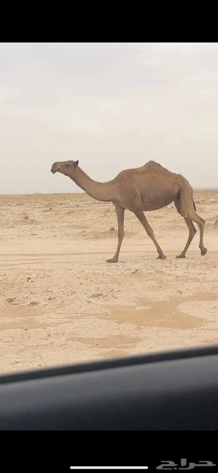 معشر صفرا تم البيع 0