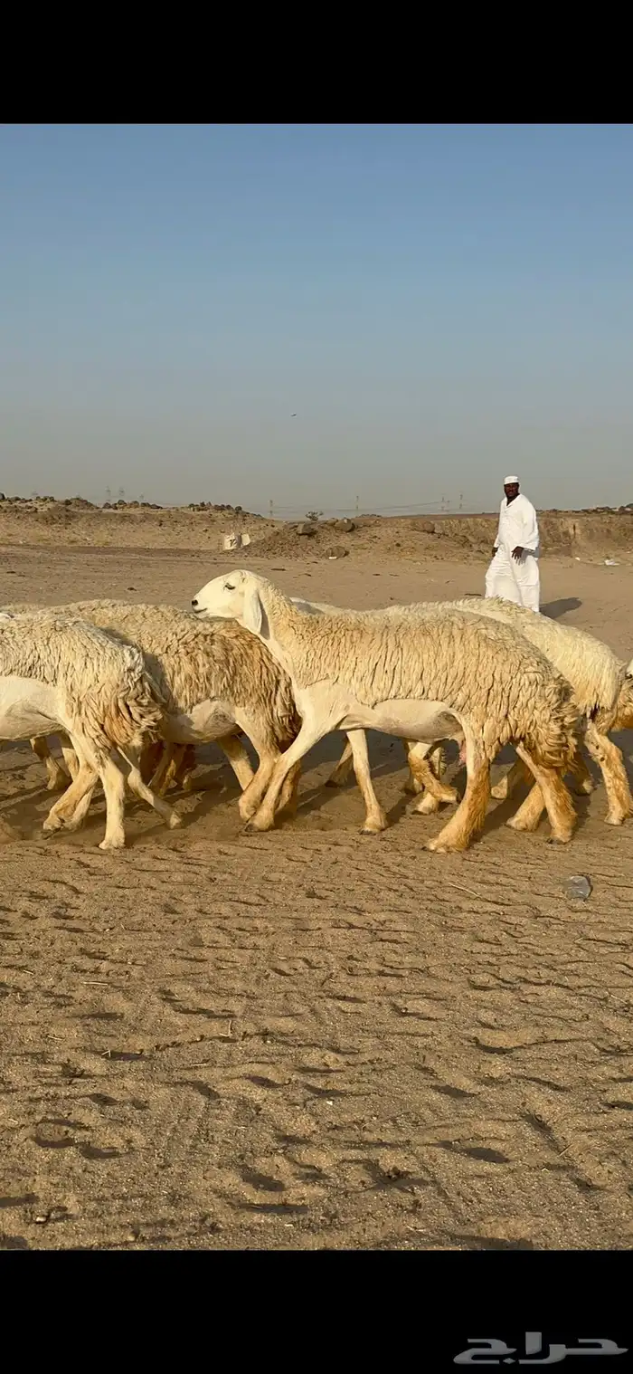 غنم حرية رخال صنف نادر ماشاءالله 16