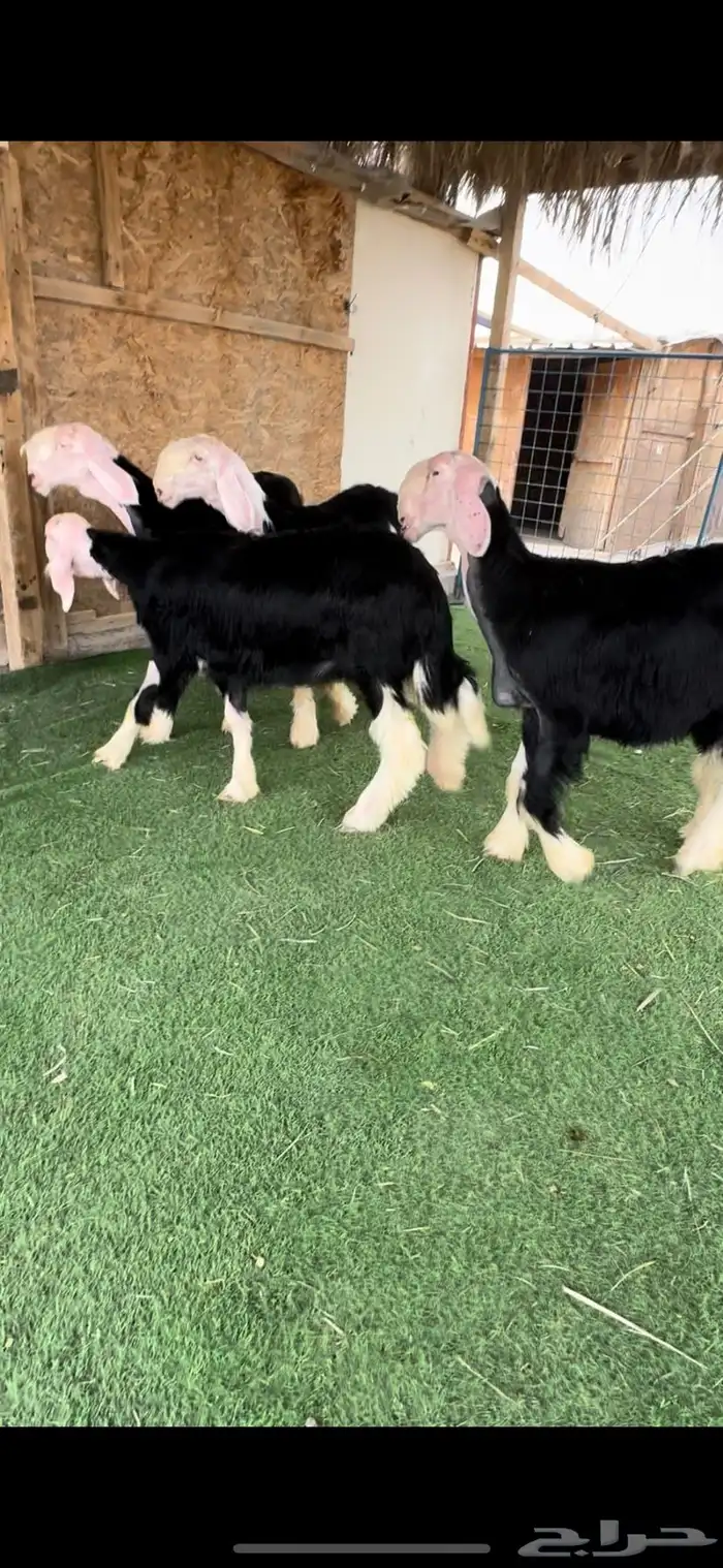 4 رخال نجد صنف 0