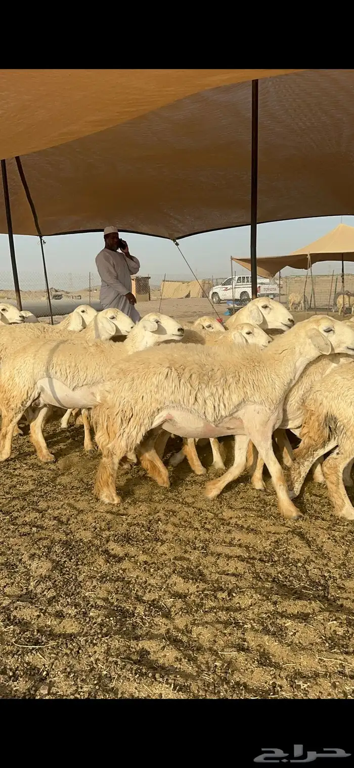 غنم حرية رخال صنف نادر ماشاءالله 1