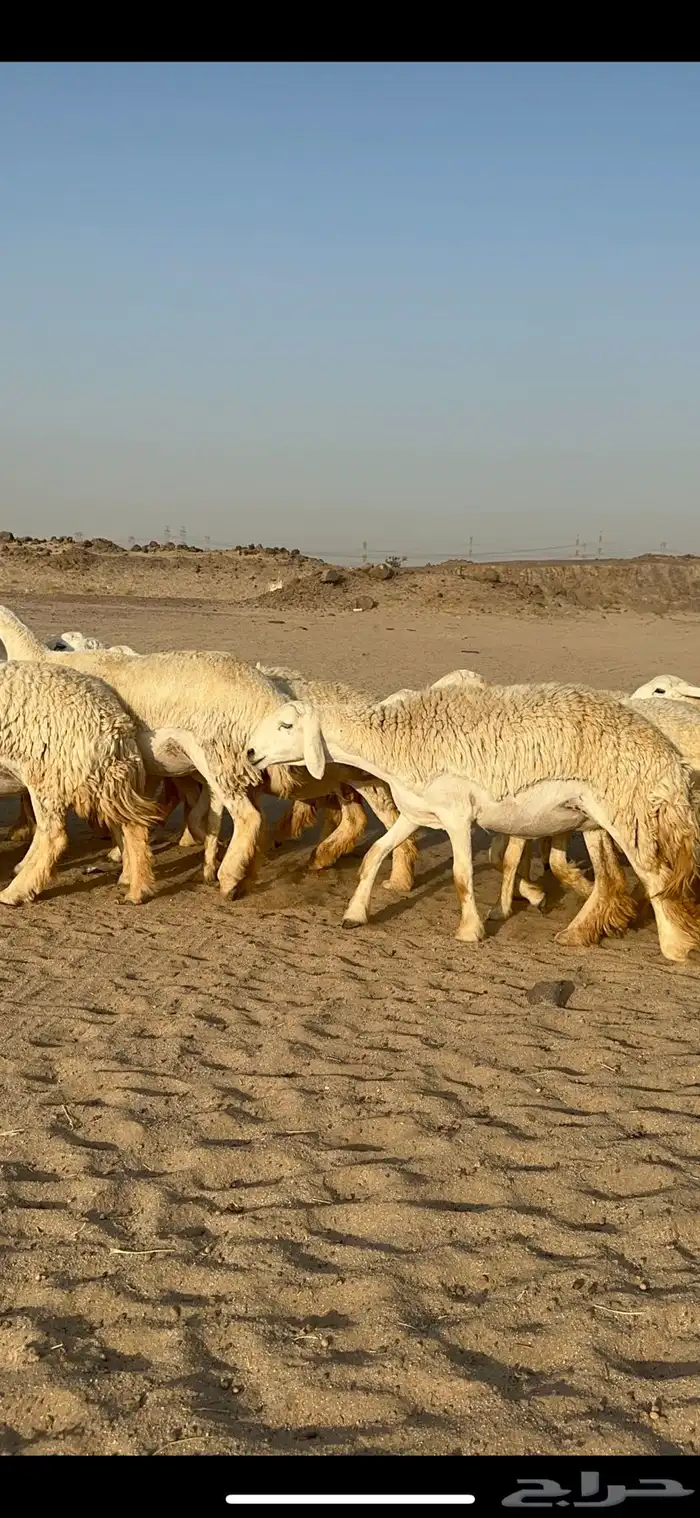 غنم حرية رخال صنف نادر ماشاءالله 12