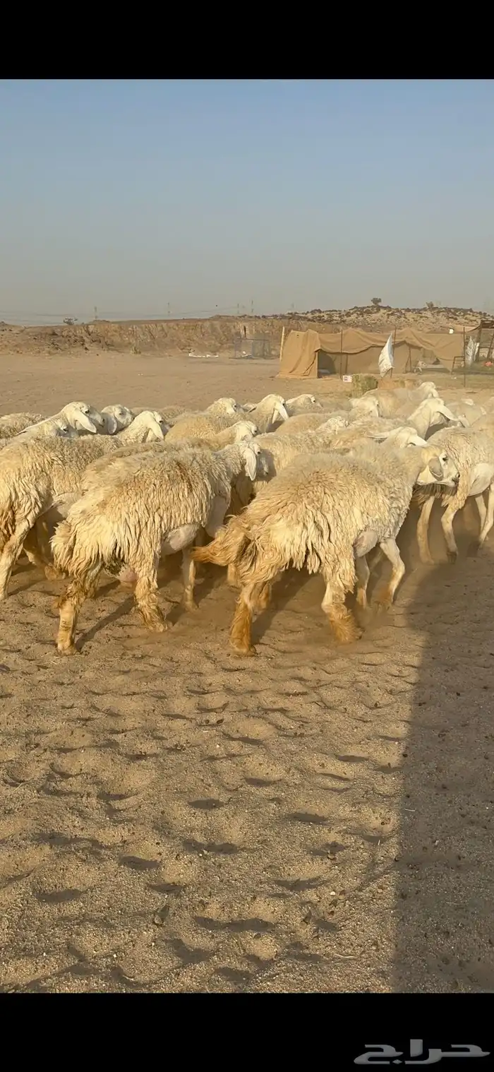 غنم حرية رخال صنف نادر ماشاءالله 6