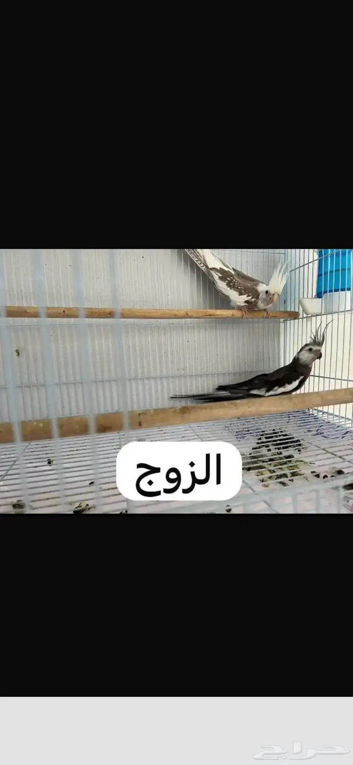 جوز كيروان هولندي 1