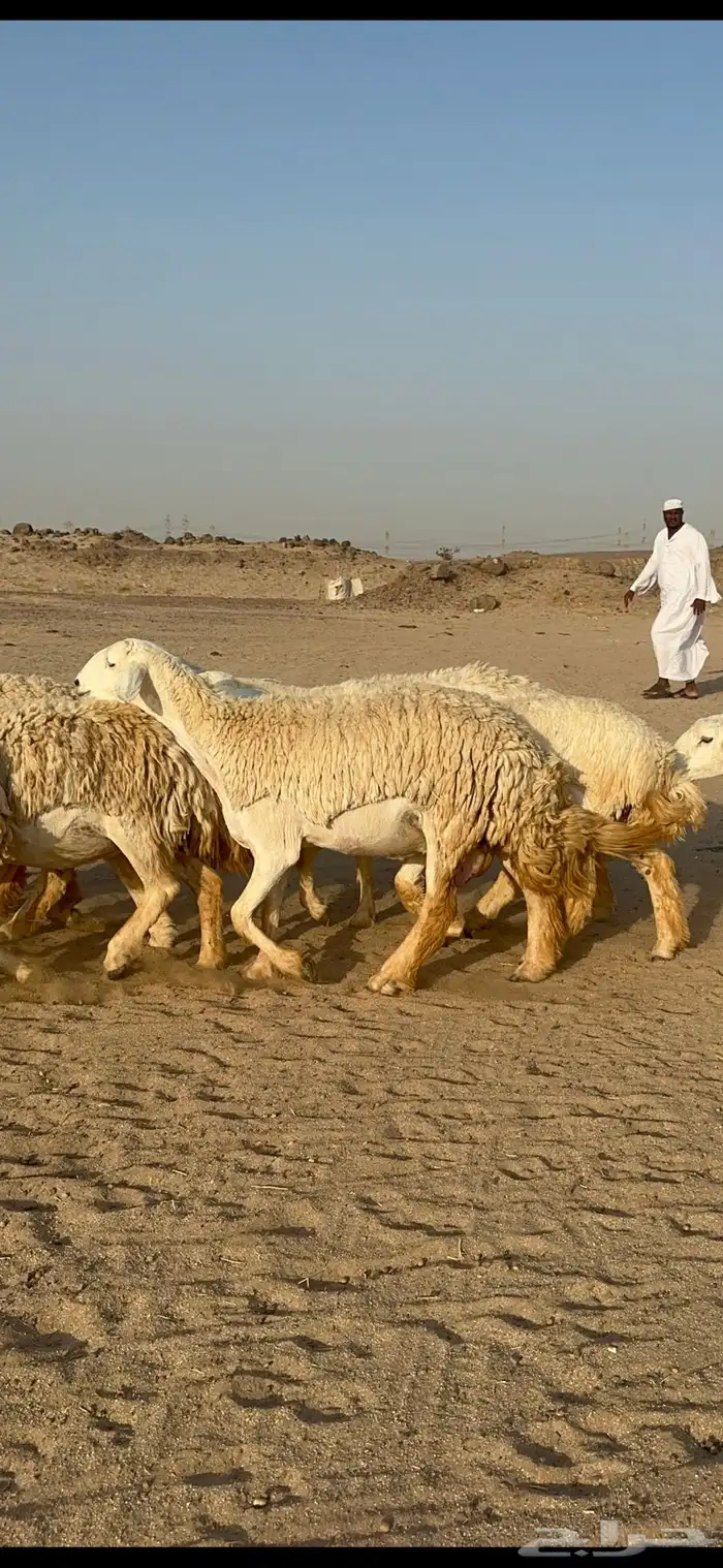 غنم حرية رخال صنف نادر ماشاءالله 17