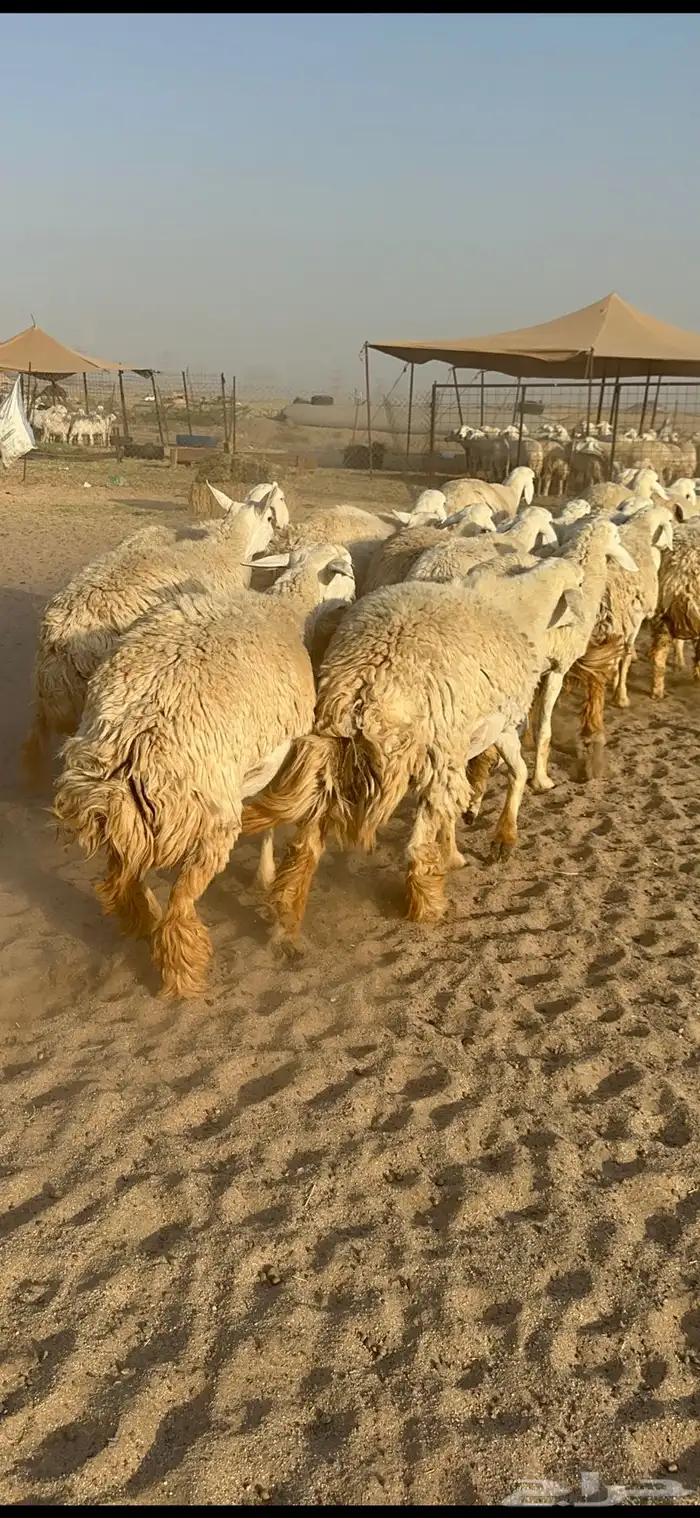 غنم حرية رخال صنف نادر ماشاءالله 10