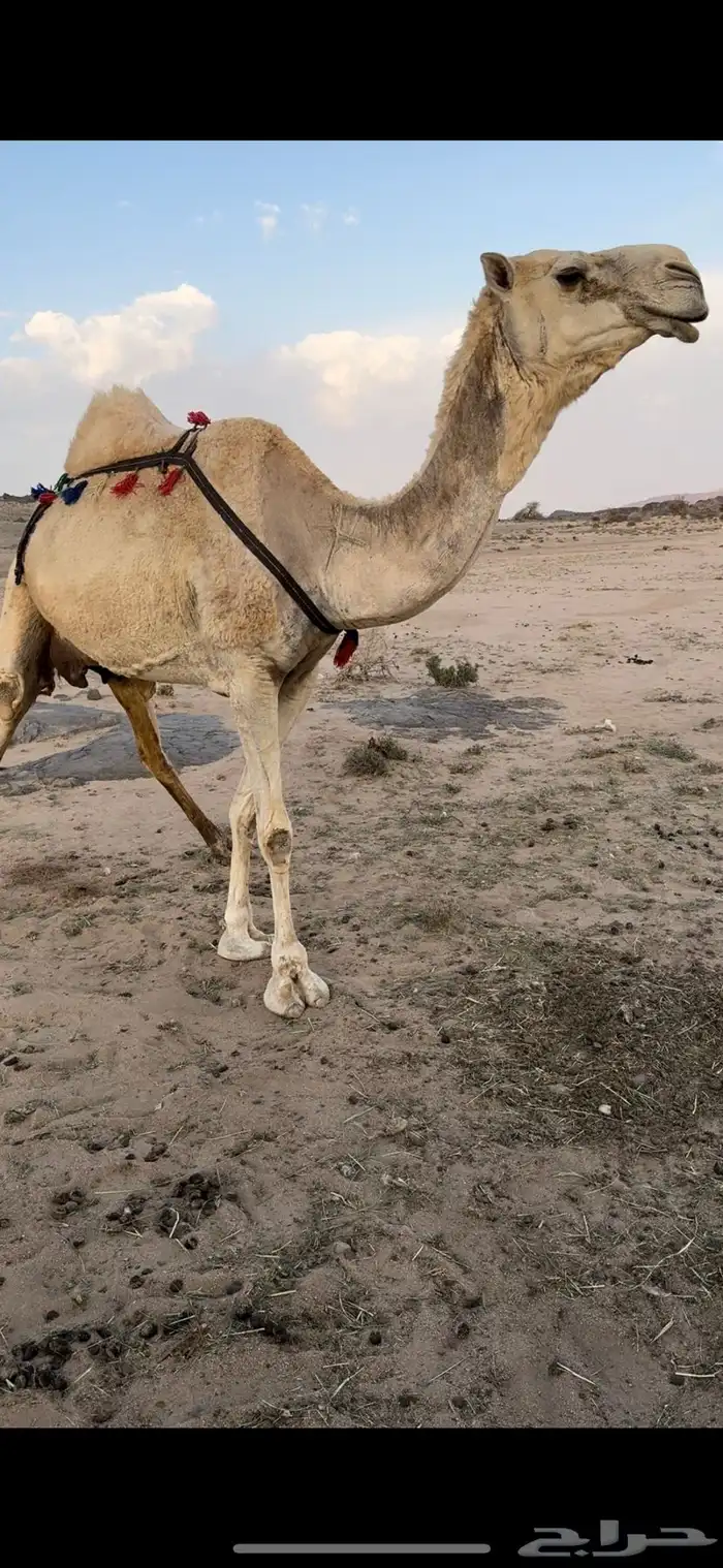 خلفه ثنو حليبها سطل وهديه م تحرك وع جميع الشروط 15