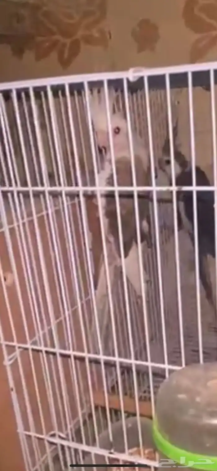 جوز كيروان هولندي 6