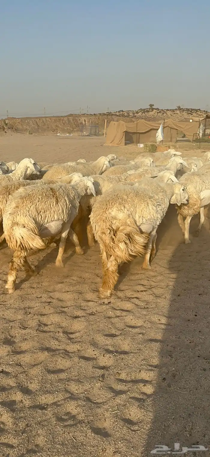 غنم حرية رخال صنف نادر ماشاءالله 5