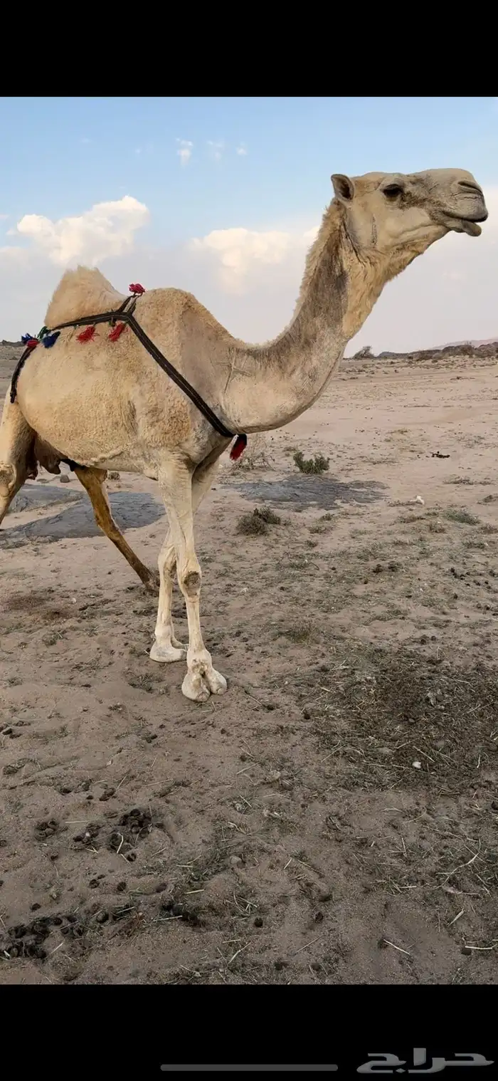 خلفه ثنو حليبها سطل وهديه م تحرك وع جميع الشروط 1