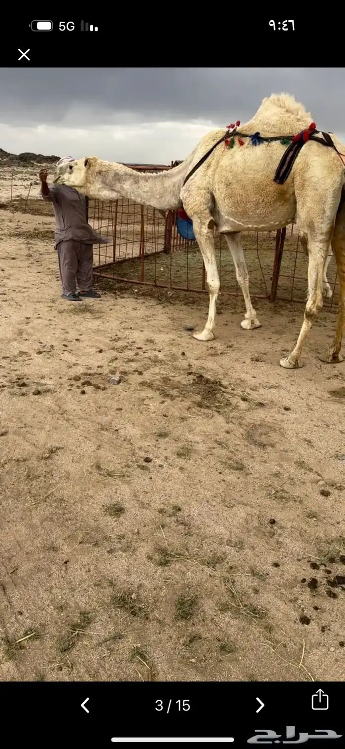 خلفه ثنو حليبها سطل وهديه م تحرك وع جميع الشروط 16