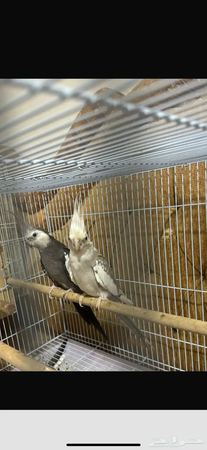 جوز كيروان هولندي 0