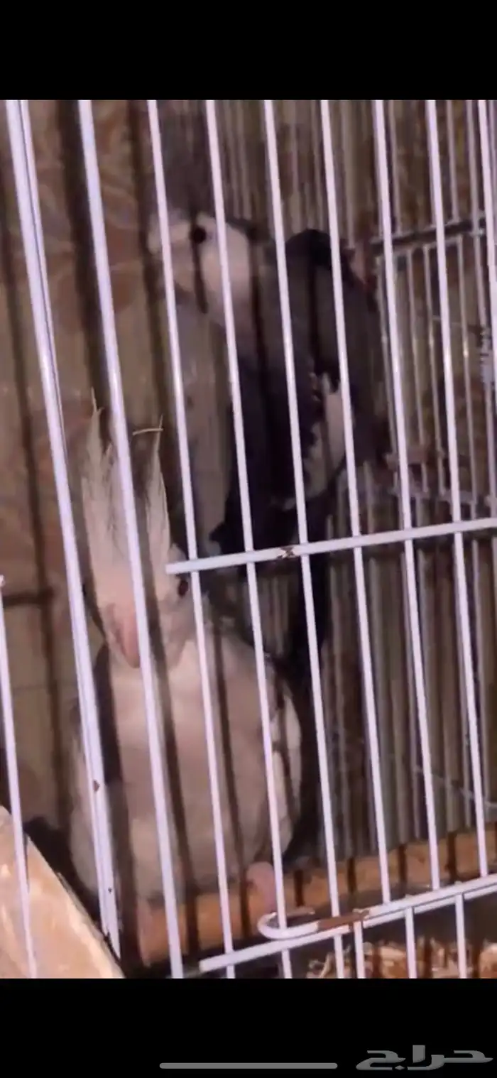 جوز كيروان هولندي 5