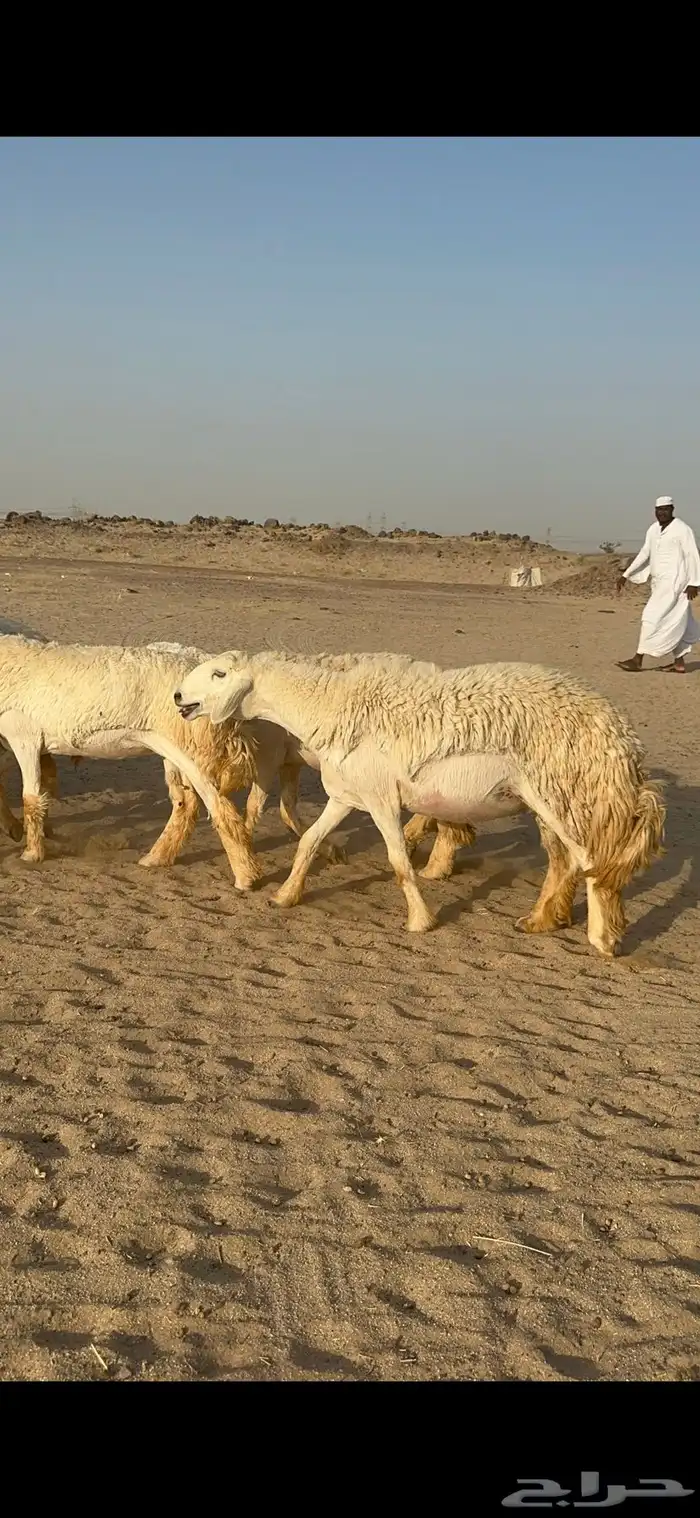غنم حرية رخال صنف نادر ماشاءالله 18