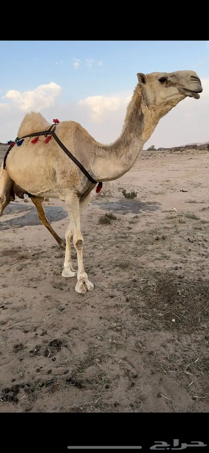 خلفه ثنو حليبها سطل وهديه م تحرك وع جميع الشروط 0