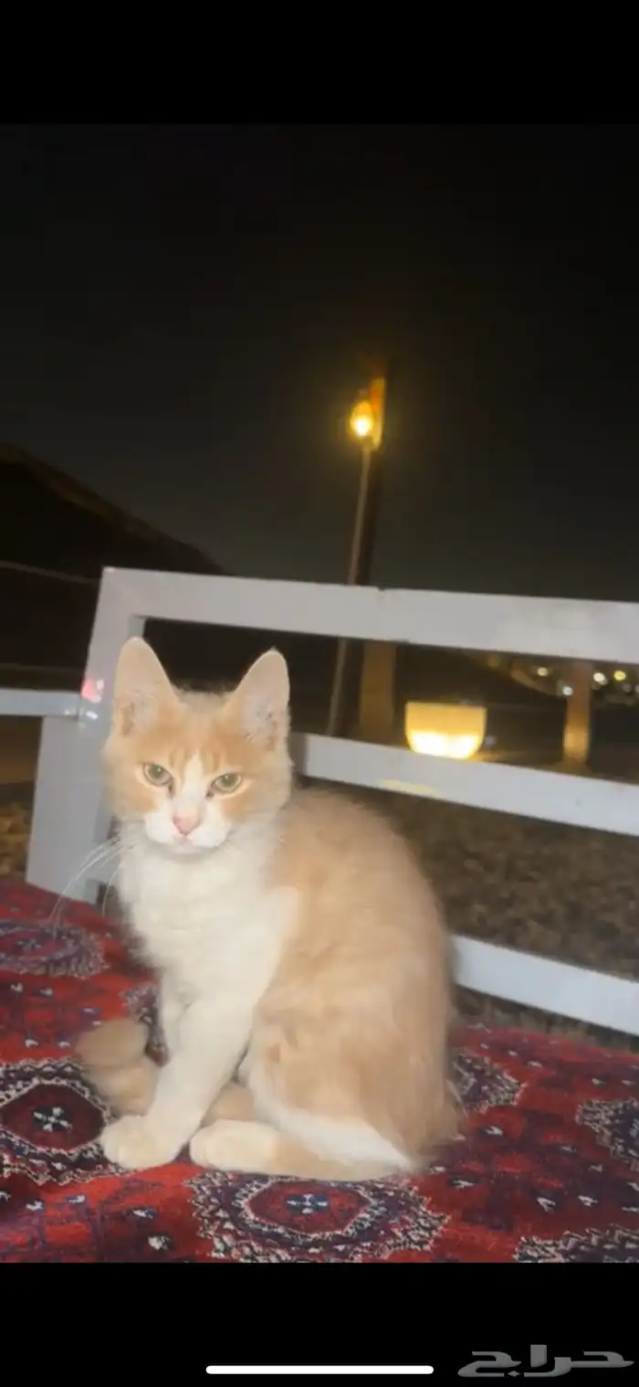 بسه بالحديقه 3