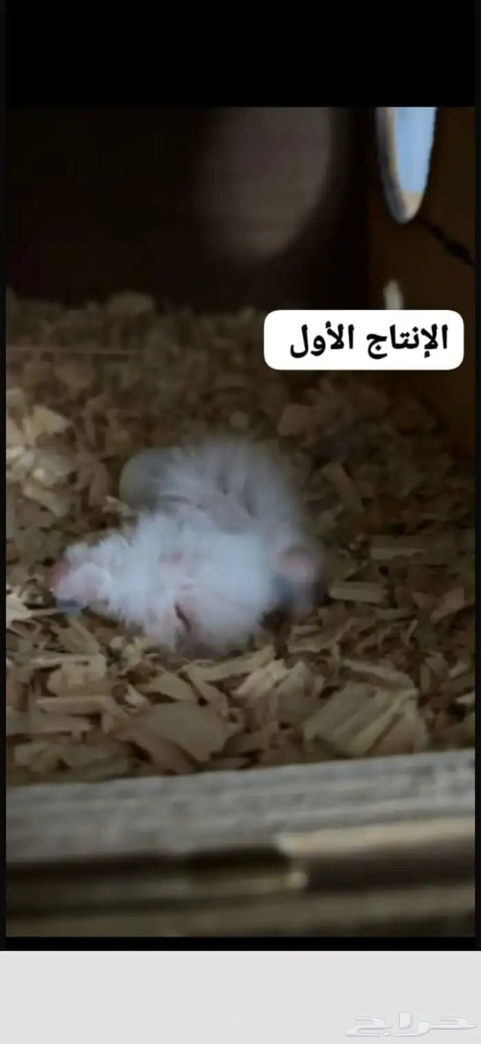 جوز كيروان هولندي 2