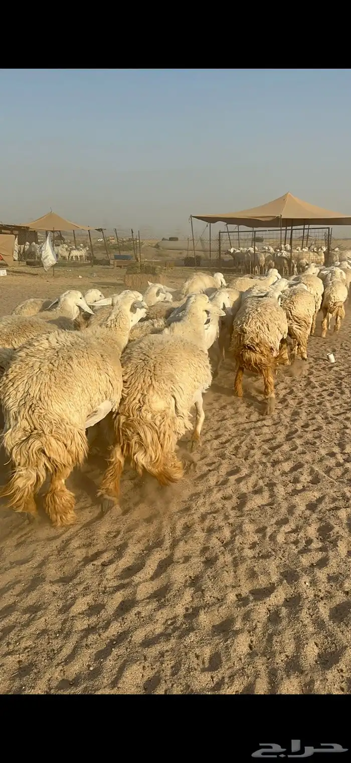 غنم حرية رخال صنف نادر ماشاءالله 9